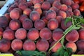 Heap of fresh ripe peaches