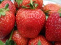 Heap of fresh ripe strawberry fruit with green sepal