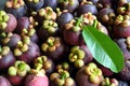 Heap of fresh , sweet and delicious organic mangosteen fruits with leaf for sale in a market - In Thailand it known as Queen of Royalty Free Stock Photo