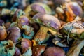 Heap of freshly gathered mushrooms