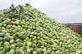 Heap of brussel sprouts fresh from the land Royalty Free Stock Photo