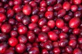 A heap of freshly harvested large-fruited cranberry. Vaccinium berries