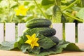 Heap freshly natural cucumbers on wooden table in outdoor against the background of wooden fence and cucumber leaves. Organic vege Royalty Free Stock Photo