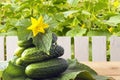 Heap freshly natural cucumbers with yellow flowers on wooden table in garden. Organic vegetables for vegetarian food. Copy space Royalty Free Stock Photo