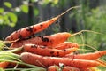 Heap of freshly picked carrots lying on the ground