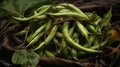 Heap of freshly picked green beans. Harvesting, autumn
