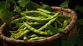 Heap of freshly picked green beans. Harvesting, autumn