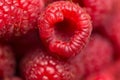 Heap of freshly picked ripe vibrant red raspberries. Macro photography. Top view. Visible texture. Natural food background pattern