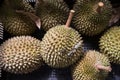 Heap of fresly harvested Musang King durian variety Royalty Free Stock Photo