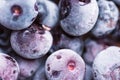 Heap of frozen blueberries of violet color with beautiful frost pattern and texture. Superfoods vegan food preservation