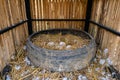 Heap of Goose eggs on straw in tire