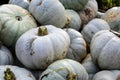 Heap of gray pumpkins on a farmers market, decorative autumn vegetable for halloween and thanksgiving, copy space, selected focus Royalty Free Stock Photo