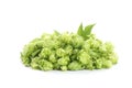 Heap of green hop isolated on white Royalty Free Stock Photo