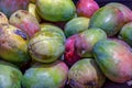 A heap of green mangoes Royalty Free Stock Photo