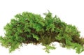 Heap of green moss Royalty Free Stock Photo
