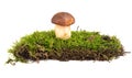 Heap of green moss and mushroom isolated on white background. Royalty Free Stock Photo