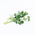 Heap of green pea sprouts, micro greens on white background. Healthy eating concept of fresh garden produce organically