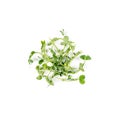 Heap of green pea sprouts, micro greens on white background. Healthy eating concept of fresh garden produce organically Royalty Free Stock Photo