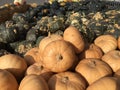 Pumpkins for sale Royalty Free Stock Photo