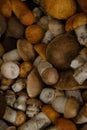 Heap of harvested edible forest mushrooms with orange, brown caps and white legs are lying Royalty Free Stock Photo