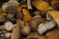 Heap of harvested edible forest mushrooms with orange, brown caps and white legs are lying Royalty Free Stock Photo