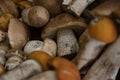 Heap of harvested edible forest mushrooms with orange, brown caps and white legs are lying Royalty Free Stock Photo