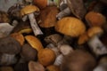 Heap of harvested edible forest mushrooms with orange, brown caps and white legs are lying Royalty Free Stock Photo