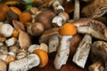 Heap of harvested edible forest mushrooms with orange, brown caps and white legs are lying Royalty Free Stock Photo