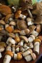 Heap of harvested edible forest mushrooms with orange, brown caps and white legs are lying Royalty Free Stock Photo