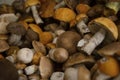 Heap of harvested edible forest mushrooms with orange, brown caps and white legs are lying Royalty Free Stock Photo