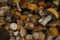 Heap of harvested edible forest mushrooms with orange, brown caps and white legs are lying Royalty Free Stock Photo