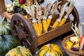 A heap of hay, pumpkin and corn on the cart. Harvest festival decoration