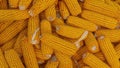 Heap of healthy yellow corn. Fresh ripe grains for drying. Ripe corn grains on cob.
