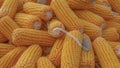 Heap of healthy yellow corn. Fresh ripe grains for drying. Ripe corn grains on cob.