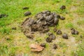 A heap of horse dung on the green field