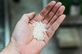 Heap of Japanese uncooked short grain rice cultivated Koshihikari after polished inside male left hand Royalty Free Stock Photo