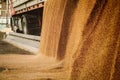 A heap of just harvested corn inside a container. Grain poured f Royalty Free Stock Photo