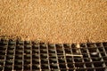 A heap of just harvested corn inside a container. Grain poured f