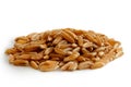 Heap of kamut wheat kernels Royalty Free Stock Photo