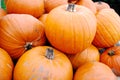 Heap of large orange pumpkins