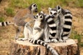 Heap of lemurs Royalty Free Stock Photo