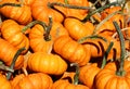 Heap of little pumpkins