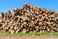 Heap of logs of various breeds of trees