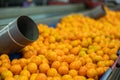 Heap of mandarin oranges on sorting and packaging line Royalty Free Stock Photo