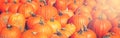 Heap of many yellow orange fresh ripe pumpkins. Halloween and Thanksgiving concept. Royalty Free Stock Photo