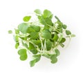 Heap of micro greens arugula sprouts isolated on white Royalty Free Stock Photo