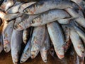 heap of mullet fish mugil cephalus fish in fish market