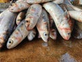 heap of mullet fish mugil cephalus fish in fish market Royalty Free Stock Photo