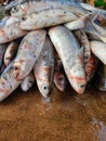 heap of mullet fish mugil cephalus fish in fish market Royalty Free Stock Photo