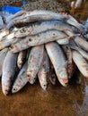 heap of mullet fish mugil cephalus fish in fish market Royalty Free Stock Photo